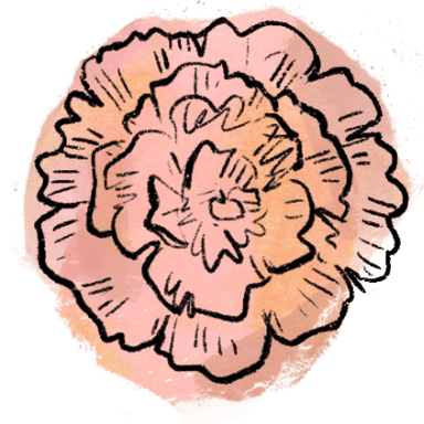 carnation