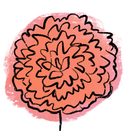 dahlia